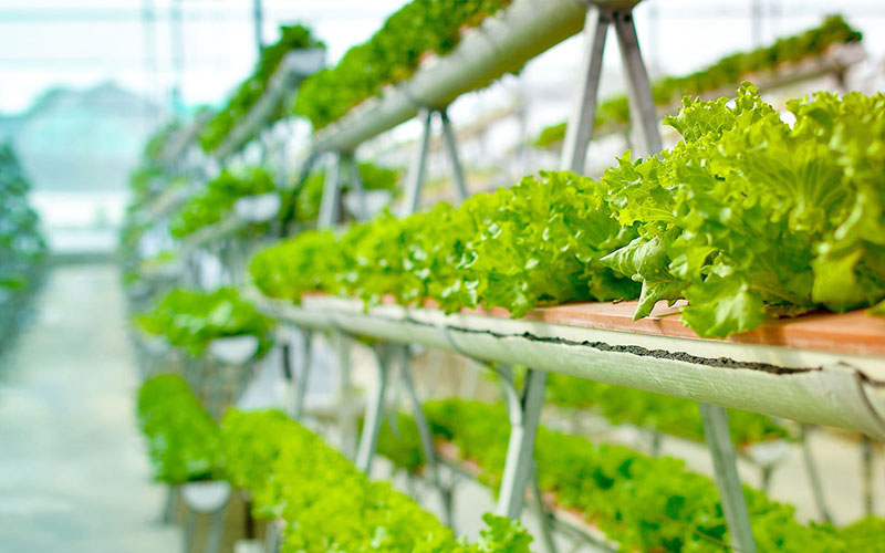 Vertical Farming: The New Age Agriculture
